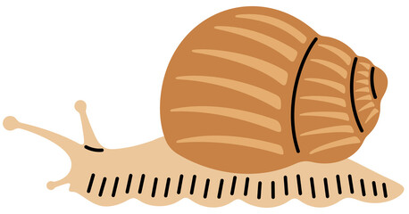 Snail, garden snail and achatina. Gastropod, mollusk, animal, nature and wildlife, illustration © artsterdam