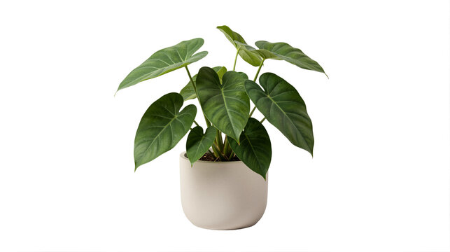Potted Philodendron hederaceum (Heartleaf Philodendron) in transparent background