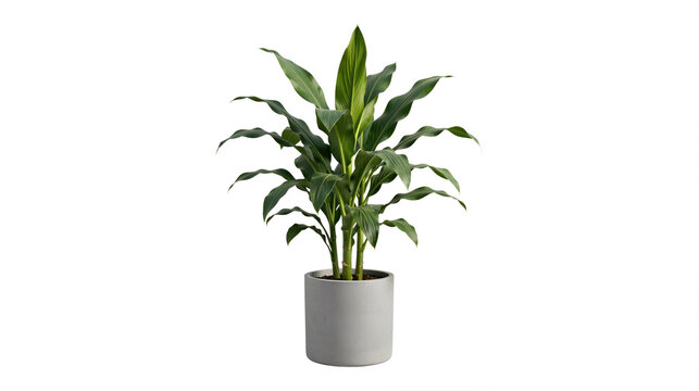Potted Dracaena fragrans (corn plant) in transparent background