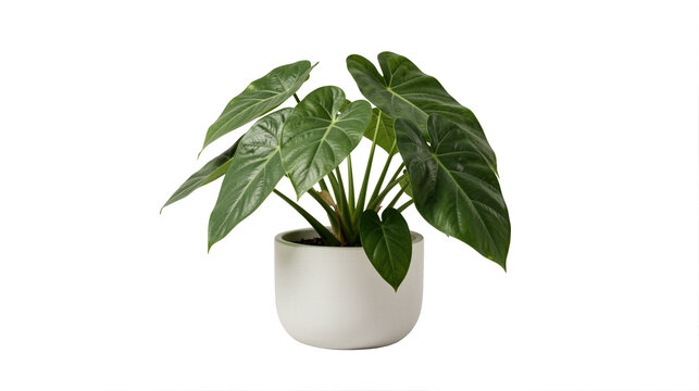 Potted Philodendron hederaceum (Heartleaf Philodendron) in transparent background