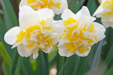 Fototapeta premium Cream and yellow double Narcissus ‘Westward’ daffodil in flower.