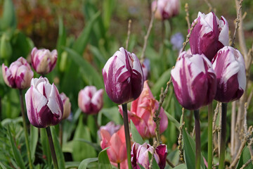 Obraz premium Purple and white variegated triumph Tulip ‘Rems Favourite’ in flower.