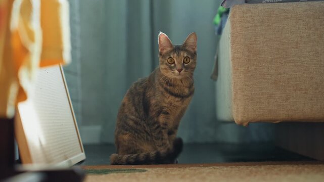 Cat finds quiet comfort beside furniture. Feline peacefully takes gentle nap near sofa during daytime. Cat relaxes soundly and quietly in cozy spot next to furniture during peaceful repose