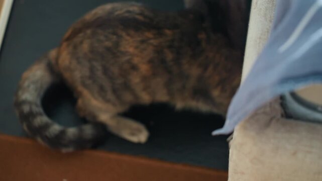 Tabby cat batting colorful feather toy near curtain, dashes along edge of scratching post, slips under sheer drape, quick paw taps and pounce, bright curious eyes, candid top view, lively indoor