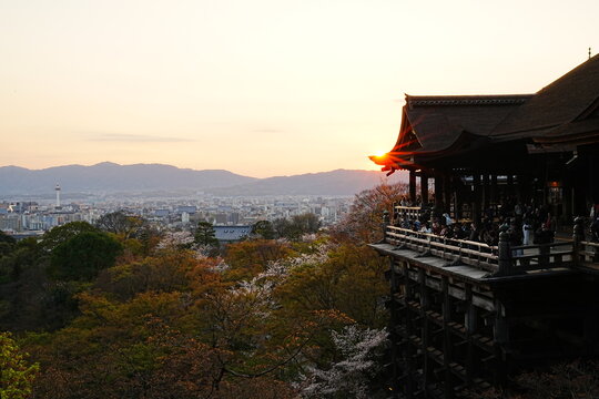 Sunset at Kiyomizu-dera Temple in Kyoto with Illuminated Cherry Blossoms and Main Hall Stage, Japan Spring - 京都 清水寺の夕暮れ 満開の桜のライトアップと本堂の舞台 日本の春の絶景