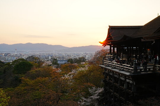 Sunset at Kiyomizu-dera Temple in Kyoto with Illuminated Cherry Blossoms and Main Hall Stage, Japan Spring - 京都 清水寺の夕暮れ 満開の桜のライトアップと本堂の舞台 日本の春の絶景
