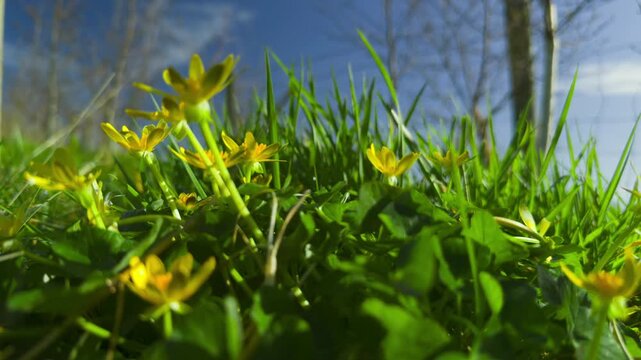 Buttercups blowing in sunlight macro prores
