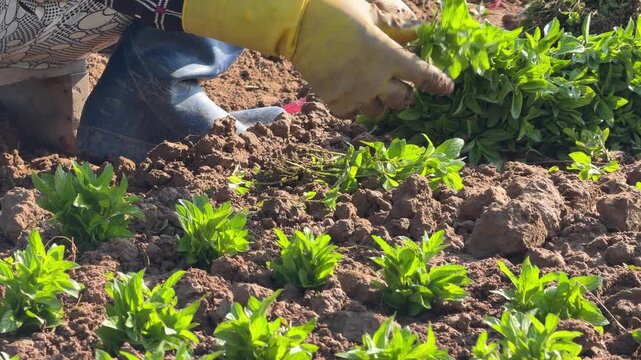 A farmer places basil seedlings into prepared soil beds by hand while arranging young plants along organized planting rows across a cultivated vegetable field. Seedling planting.