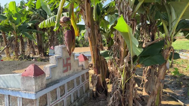 A Buddhist grave stands among banana plants with a hanging banana flower beside the monument surrounded by plantation vegetation typical for tropical burial grounds. Sacred place.