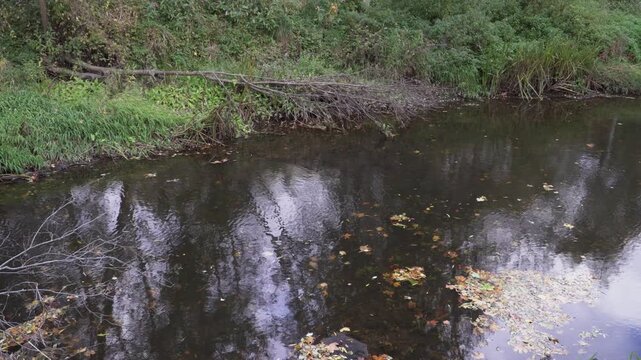 A quiet wild river reflects the sky and dark tree silhouettes in autumn as fallen leaves drift slowly downstream, revealing the grassy opposite bank in a peaceful seasonal scene. 