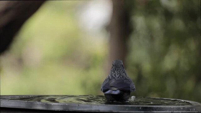 A Blue Whistling Thrush having a bath