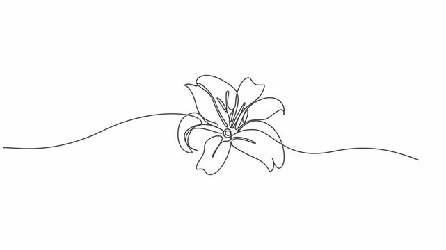 isolated white flower, Minimalist Flower Line Animation Continuous Line Flower Drawing Animation,