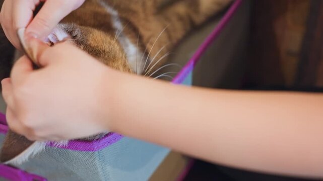 Calm feline moment. Soft touch calms sleepy tabby cat. Peaceful scene of cuddling with relaxed feline friend. Tender strokes and soothing purring showcase loving bond between owner and pet