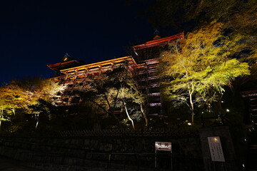 Fototapeta premium Illuminated Kiyomizu-dera Temple and full bloom Cherry Blossoms at night in Kyoto, Japan - 京都 清水寺の夜間特別拝観 満開の桜のライトアップと本堂の舞台 日本の春の絶景