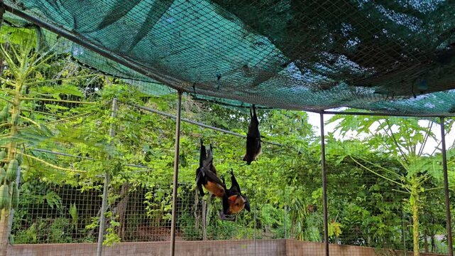 Giant, cute Seychelles bats called flying foxes are fighting in a cage over a piece of fruit. 