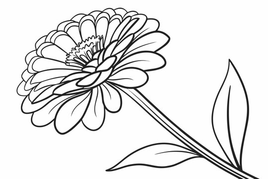coloring page line art the zinnia flower black vector