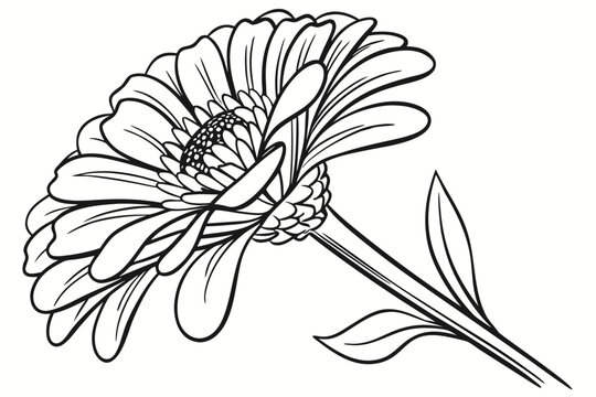 coloring page line art the zinnia flower black vector