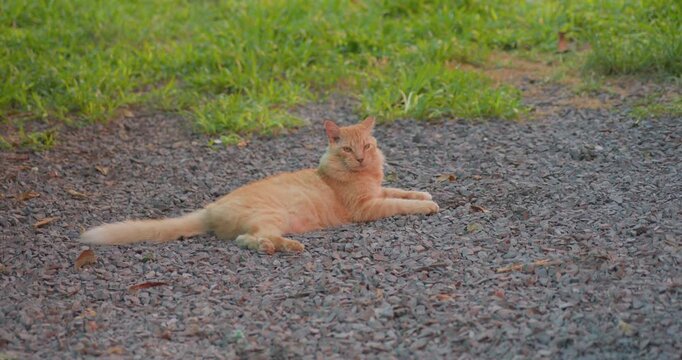 A fluffy orange cat stretches out on a gravel path