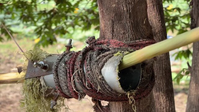 A man strips the surface layer from a sugarcane stalk using a tubular metal device while working outdoors near dense green vegetation in a rural growing area. Agricultural work.