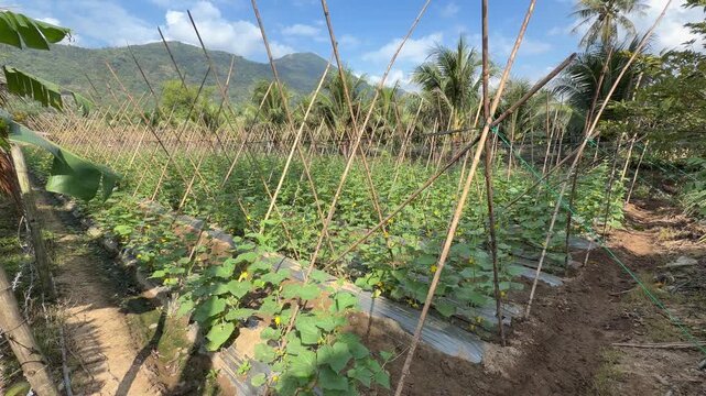 Young luffa plants develop along bamboo trellis structures placed on raised garden beds inside a cultivated vegetable growing area. Smallholder farming.