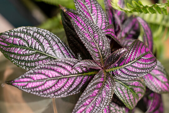 Top view of vibrant Strobilanthes dyeriana (Persian Shield) plant with iridescent purple and silver leaves