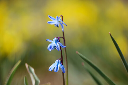 Scilla Siberica in spring park. First flowers blooming in april