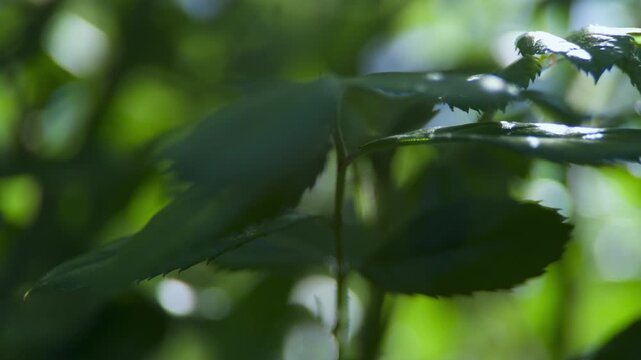 Leaves in sunlight UK garden MACRO PRORES
