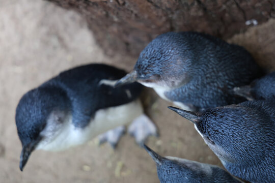 The Fairy penguin or blue penguin is so cute and local animal in phillip island,Australia