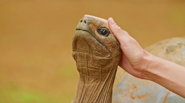 A mother and son pet the head of a rare, giant turtle on the tropical island of Mauritius