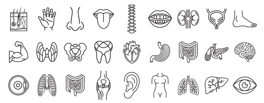 human anatomy medical icon set, organs and body parts line vector collection, healthcare and medicine symbols isolated on transparent background