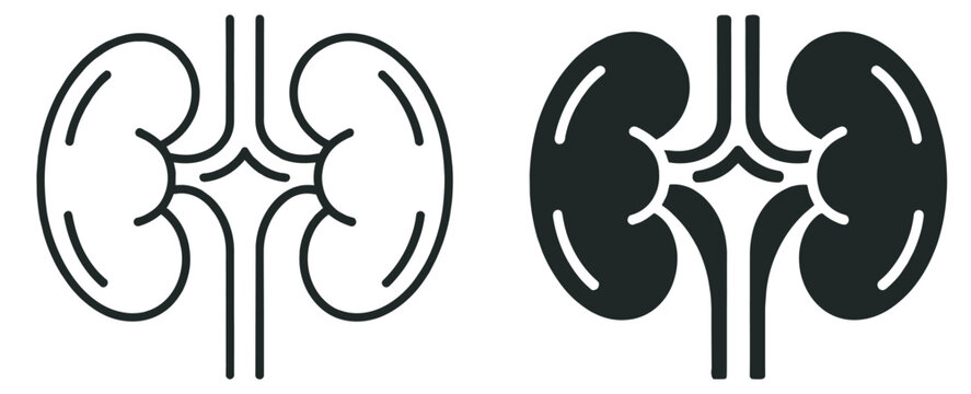 human kidneys anatomy icon, renal organ vector illustration, medical healthcare and urology symbol isolated on transparent background
