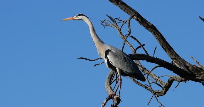 Grey heron, Ardea cinerea, perched on it s dormitory tree, the Camargue, Southern France
