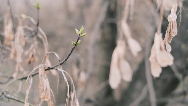 Close-up of thin tree branches showing dry seed pods from winter alongside fresh green buds emerging in early spring. The images feature a moody, blurred background with heavy vintage film grain