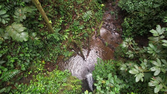 Rising from a small waterfall and pool through the dense understory  of tropical rainforest, at 1000m elevation, Orellana province Ecuador
