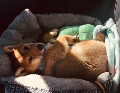 Shiba Inu puppy curled up in a soft pet bed with a plush toy and blanket, illuminated by warm sunlight inside a car.