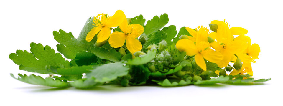 Celandine yellow flowers with green leaves isolated on white background