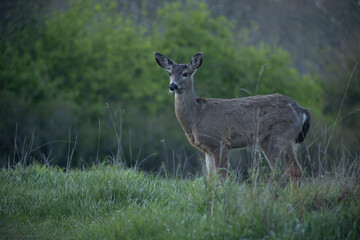 Obraz premium Mule Deer Doe Standing in Meadow at Twilight