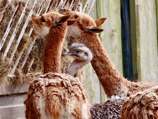 Alpacas embracing with tender grooming shot. Two charming alpacas showing affection and grooming details © Vladimir