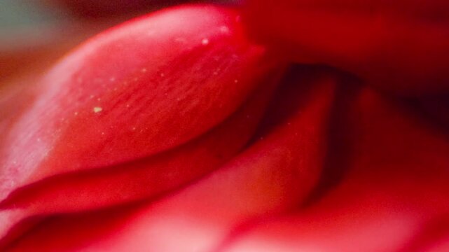 Red rose petal close up UK garden MACRO PRORES