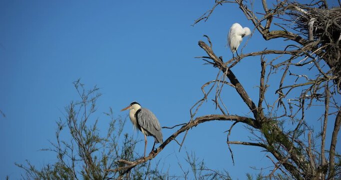Grey heron and little egret,  (Egretta garzetta) perched against the blue sky, The Camargue in France