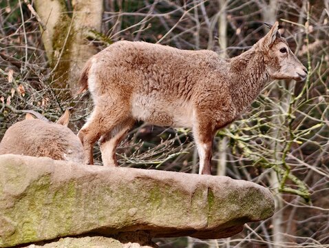 Vivid scene of juvenile mountain goat attentively observing from stone ledge in winter landscape
