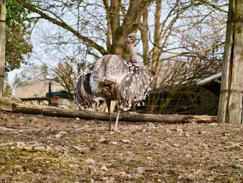 Solitary bird observes surroundings. Rhea scans its enclosed habitat. Lone rhea surveys its fenced environment