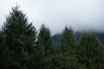 Fototapeta premium Misty Evergreen Forest in Hope British Columbia