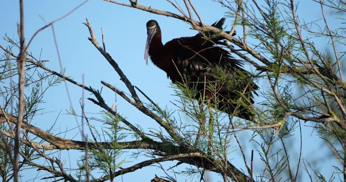 Glossy ibis, Plegadis falcinellus, perched in the dormitory tree. The Camargue, France.