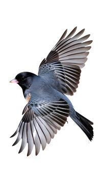 Wild dark-eyed junco bird flying with wings spread isolated on transparent background, songbird in flight, forest avian wildlife, nature photography, wings action shot
