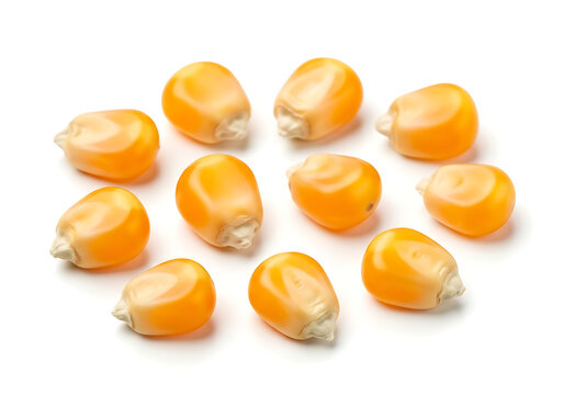 Group of yellow dried corn kernels for popcorn or planting isolated on white background