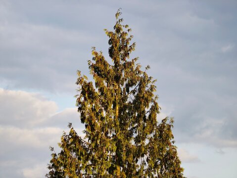Majestic tree silhouette. Skyward pine with evening glow. Conifer outlines under cloudy twilight sky