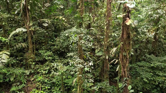 Ascending through the interior of montane rainforest at 1,000m elevation, Orellana province, Ecuador. Large leaved Philodendron climbers are evident