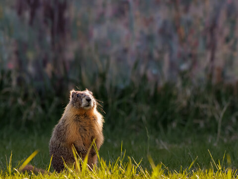 Yellow-bellied Marmot Standing Alert in Golden Morning Light near Penticton British Columbia Canada