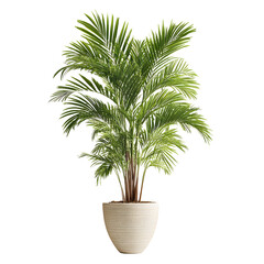 Obraz premium Vibrant Green House Plant in White Pot on Black Background Isolated